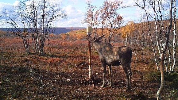 An elk caught on camera in Finnish Lapland. Image: Antero Isola  