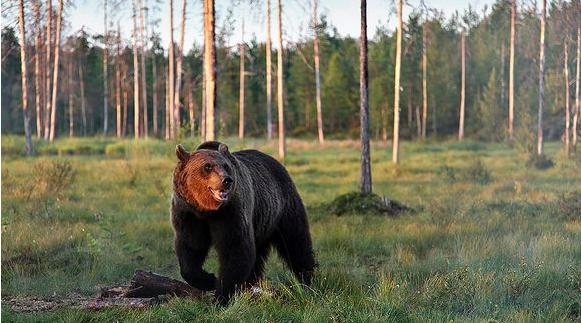 Image: Yle / Kimmo Ohtonen