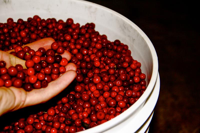 Low-bush cranberries read to be turned into a tasty sauce. Courtesy Jennifer Kehoe. Alaska Dispatch 