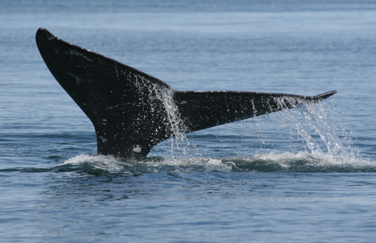 Gray whale. Photo: NOAA. Alaska Dispatch.