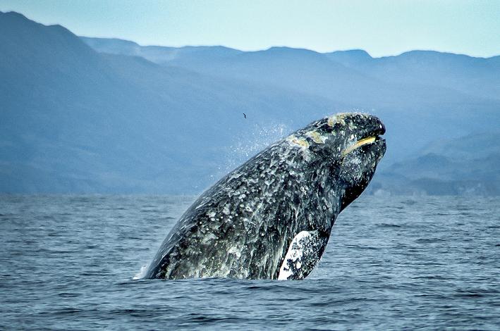 Whale breaching. Gray Whales are distinguished from Humpbacks by their lack of a dorsal fin, among other characteristics. Merrill Gosho / NOAA photo 