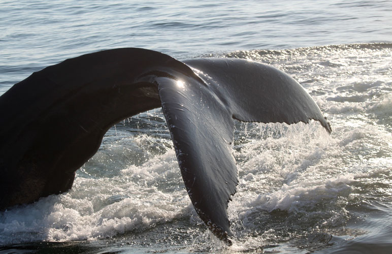 A humpback whale dives in the waters of the NOAA Stellwagen Bank National Marine Sanctuary. Photo: NOAA