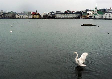 A swan spreads its wings in the small lake adjacent to Iceland's capital city of Reykjavík. THE CANADIAN PRESS/Bob Weber