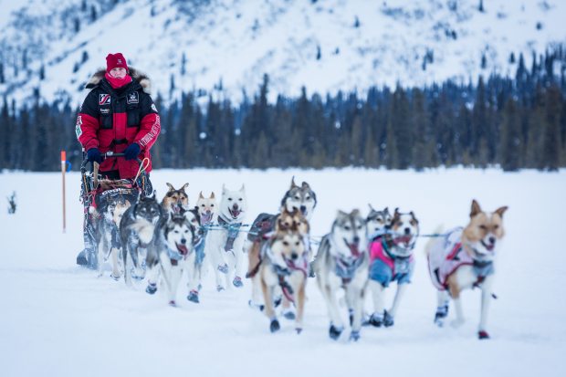 Iditarod musher Aliy Zirkle of Two Rivers heads toward Puntilla Lake on the Iditarod Trail. Fellow racers consider Zirkle one of the toughest mushers on the trail. Photo: Loren Holmes