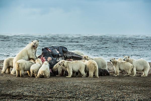 Polar bears congregate at the carcass of a bowhead whale on the beach in Kaktovik. September 7, 2012. Photo: Loren Holmes. Alaska Dispatch. 