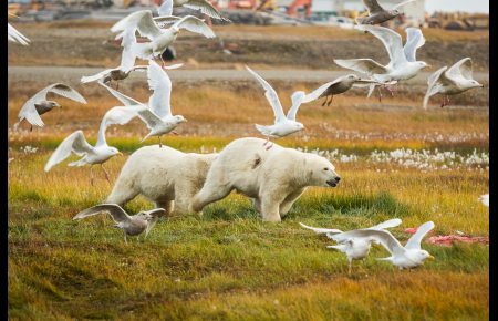 Young polar bears are chased away from whale meat in Kaktovik. September 7, 2012. Photo: Loren Holmes. Alaska Dispatch. 