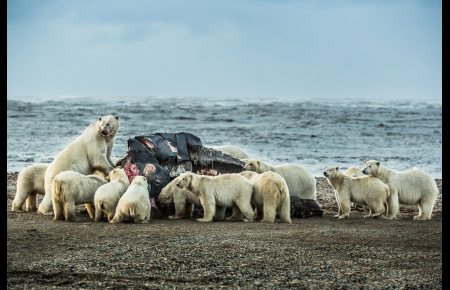 Polar bears congregate at the carcass of a bowhead whale on the beach in Kaktovik. September 7, 2012. Photo: Loren Holmes. Alaska Dispatch. Polar bears congregate at the carcass of a bowhead whale on the beach in Kaktovik. September 7, 2012. Photo: Loren Holmes. Alaska Dispatch.