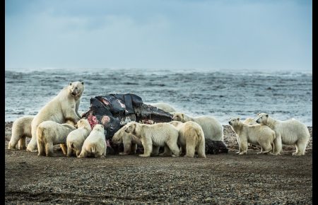 Polar bears congregate at the carcass of a bowhead whale on the beach in Kaktovik. September 7, 2012. Photo: Loren Holmes. Alaska Dispatch. 