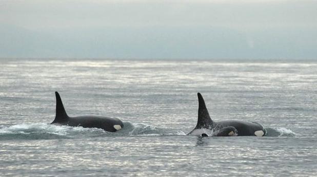 Federal scientists are looking into why there seems to be more killer whales migrating north. (AP)