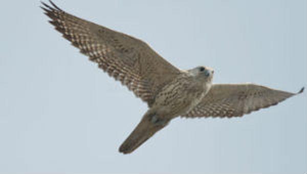 Declining gyrfalcon and ptarmigan numbers may be due to climate change, says Yukon scientist Dave Mossop. (CBC)