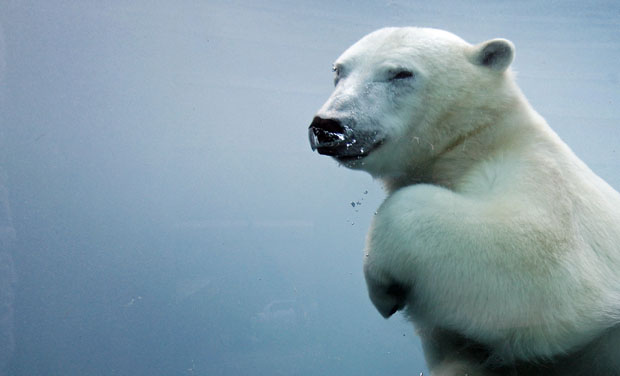 Polar bear swimming underwater. Mathieu Belanger/Reuters
