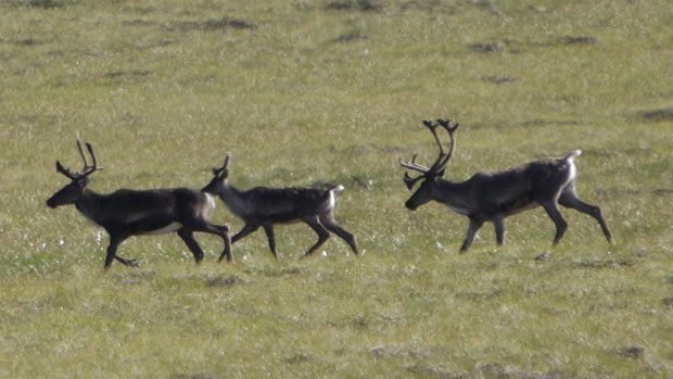 The Chisana caribou herd has grown to more than 700 animals following an international recovery project, up from less than 300 in 2003. Photo Rick Bowmer, Associated Press.