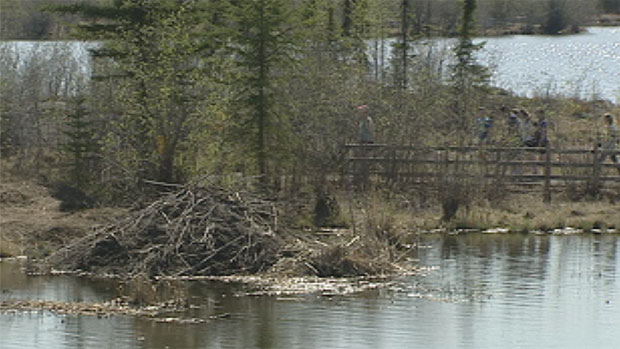 The beavers lived in this large dam in Niven Lake next to a walking trail. They've been shipped about 30 kilometres outside of the city. (CBC)