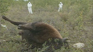 Anthrax has killed about 340 bison northwest of Fort Providence, N.W.T. Officials with the territory's Department of Environment and Natural Resources say the outbreak is the largest they've seen in the N.W.T. (CBC)