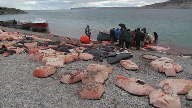Community members in Arctic Bay, Nunavut, cut up the bowhead whale meat from the recent hunt. (Jobie Attitaq) CBC.ca 