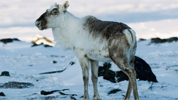 A caribou grazes near Baker Lake in 2009. Coral Harbour's Hunters and Trappers Organization and government officials will conduct a population survey of Southampton Island beginning this weekend. (Nathan Denette/Canadian Press)