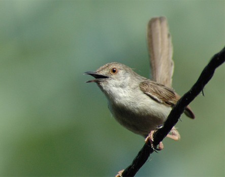 li-graceful-prinia-wiki