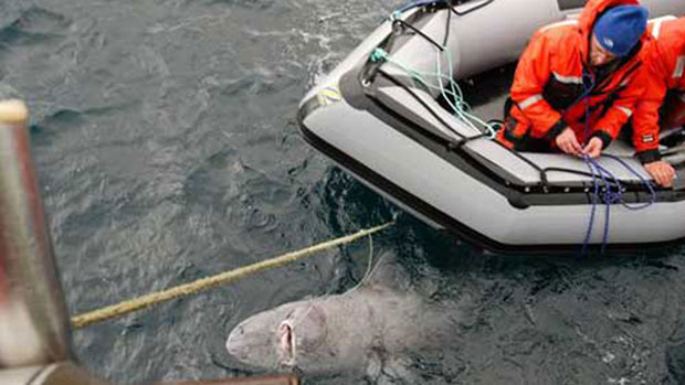 Ocean Tracking Network researchers prepare to tag a Greenland shark in Cumberland Sound in 2010. (Iva Peklova/University of Windsor)