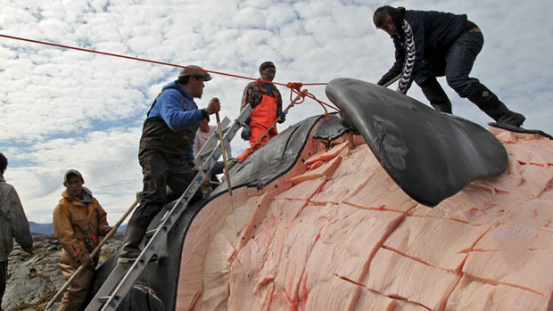 Hunters butcher a bowhead whale near Iqaluit last year. Taloyoak, Arctic Bay and Repulse Bay have been awarded bowhead whale hunts this year. Vincent Desrosiers/CBC