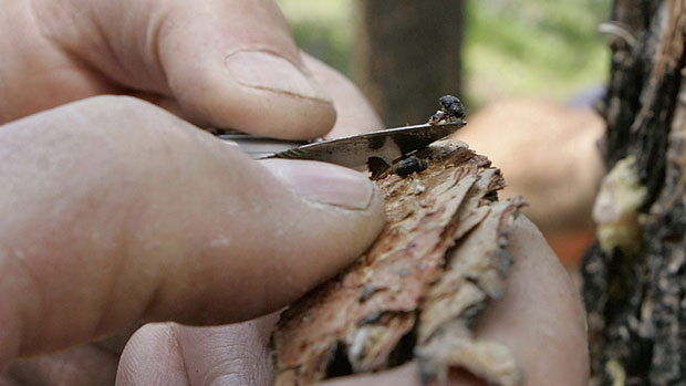 A Mountain Pine beetle or bark beetle is seen on the tip of forester Cal Wettstein's knife during the examination of trees in the White River National Forest near Vail, Colo., in this July 5, 2005 file photo. The beetle has also ravaged forests in B.C., and has been spotted close to the Yukon border. (Ed Andrieski/AP Photo)