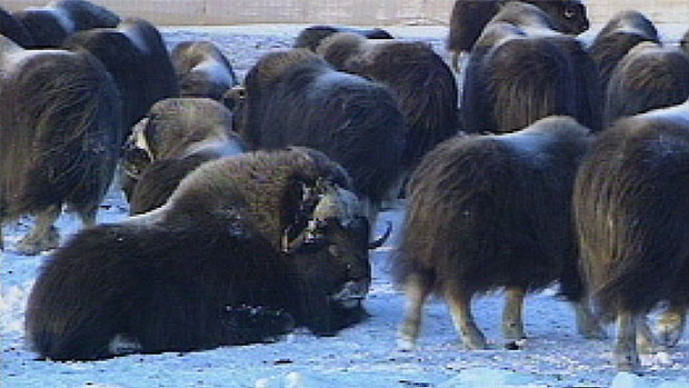 The animals are usually seen in the tundra areas above the tree line in northern Canada, Greenland and Alaska. Dan Wettlaufer, the owner of the Andrew Lake Lodge where the animal was spotted, said this is the furthest south in Alberta in which the animal has been reported. (CBC)