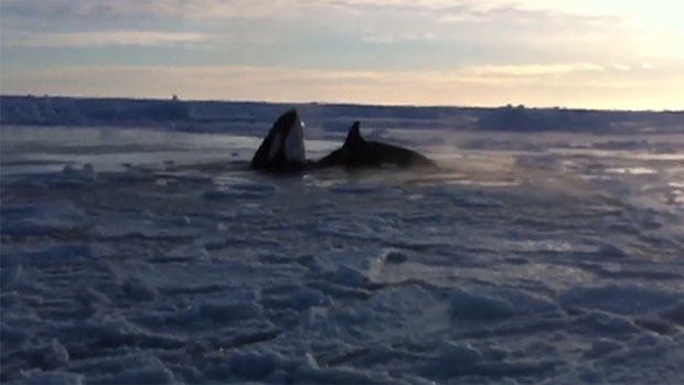 More than a dozen orcas appear to be trapped by ice near Inukjuak, Que. (Clement Rousseau/Facebook) CBC.ca 