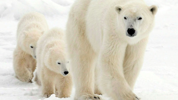 A polar bear and her two cubs walk along the shore of Hudson Bay near Churchill, Man., in 2007. (Canadian Press)