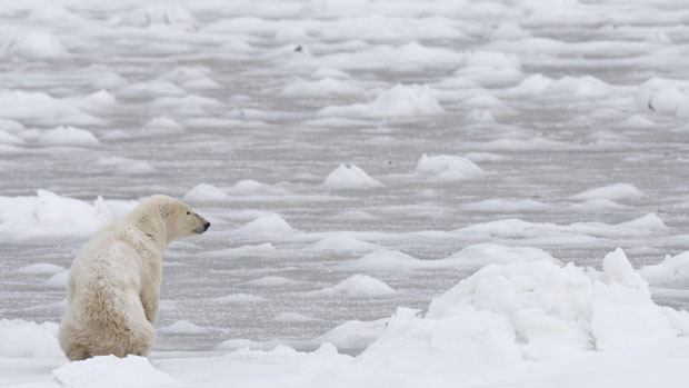 Is there a future in polar bear tourism?  Photo: The Canadian Press