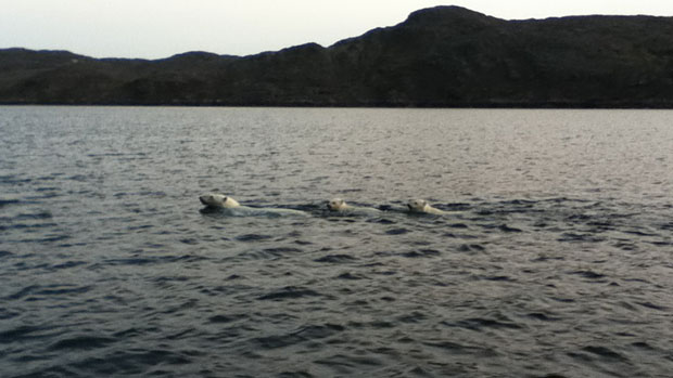 A polar bear and her two cubs swim offshore from Kimmirut, Nunavut, on the weekend. (Ineak Padluq) CBC.ca