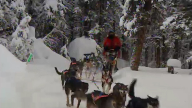 The 1,600 kilometre race from Whitehorse to Fairbanks, Alaska started on Feb. 2 (CBC)