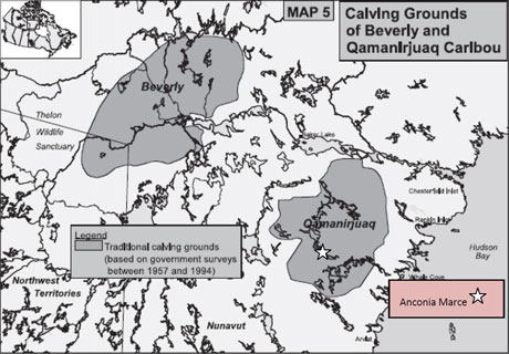 The Beverly and Qamanirjuaq Caribou Management Board says Anconia's proposed project is located within the traditional calving grounds of the Qamanirjuaq caribou herd. (Beverly and Qamanirjuaq Caribou Management Board ) The Beverly and Qamanirjuaq Caribou Management Board says Anconia's proposed project is located within the traditional calving grounds of the Qamanirjuaq caribou herd. (Beverly and Qamanirjuaq Caribou Management Board )