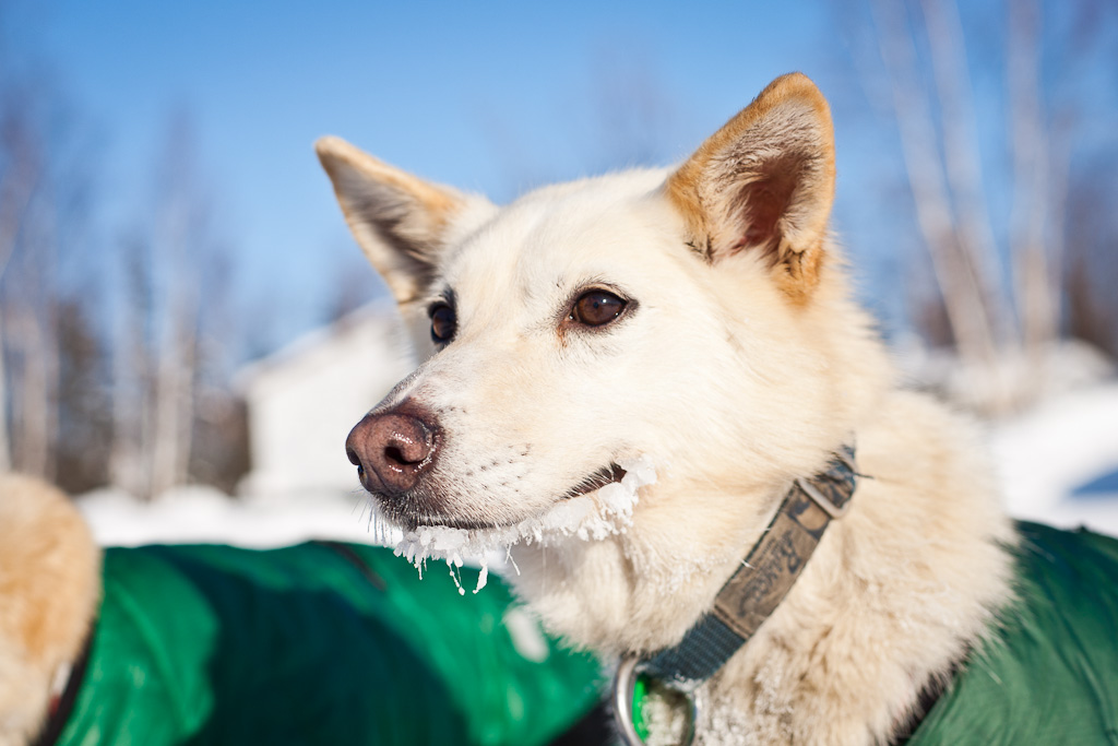 Jim Lainer's dogs sport frozen whiskers upon their arrival in Galena on Saturday, March 10, 2012. Photo: Loren Holmes. Alaska Dispatch. 