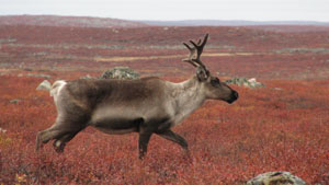 The Bluenose West herd was in freefall before the park was established. Now, it has increased in size for the first time in 20 years. (True North Safaris) CBC.ca 