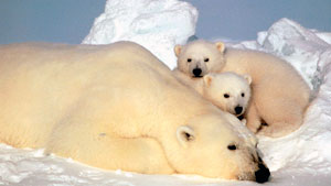 Polar bear resting with her cubs on the pack ice in the Beaufort Sea in northern Alaska. AP Photo/U.S. Fish and Wild Life Service, Steve Amstrup, FILE