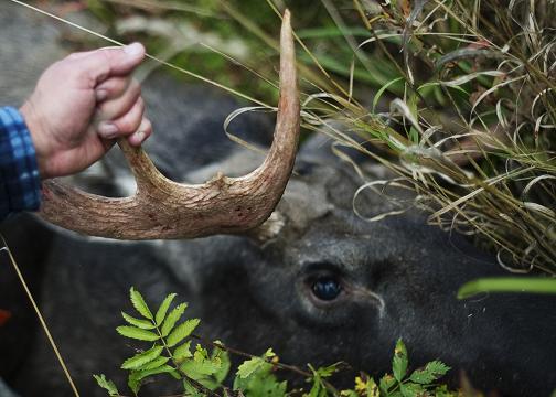 A hunter cut holds the horns of a shot moose during the hunting season in the forests near Nedansjoe west of Sundsvall, Sweden on September 10, 2011. AFP PHOTO/JONATHAN NACKSTRAND 