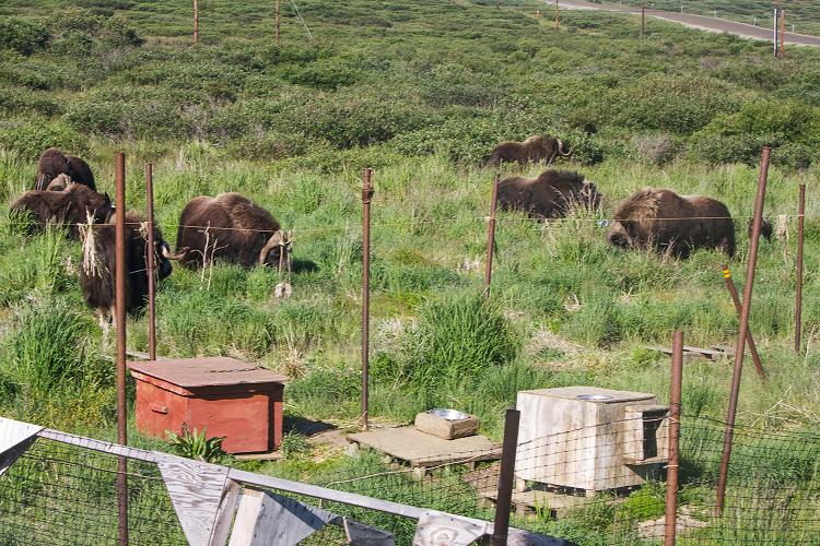 Musk ox in a Nome, Alaska yard. Photo courtesy Tyler Rhodes. Alaska Dispatch. 