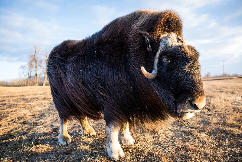 Close-up of a musk ox at Palmer's Musk Ox farm. December 3, 2012. Photo: Loren Holmes