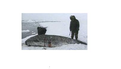 Inuit whalers in Nunavut cut up harvested narwhal. Narwhal are harvested for their skin and blubber, as well as for the long tusks on the males. Image CBC.