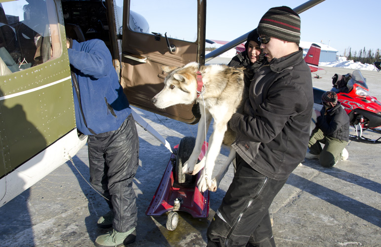 Volunteers in Nikolai load dropped dogs on a plane for a flight to McGrath. Photo: Stephen Nowers. Alaska Dispatch. 