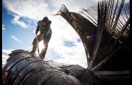 Eddie Rexford butchering a bowhead whale head on the beach in Kaktovik. September 6, 2012. Photo: Loren Holmes. Alaska Dispatch.