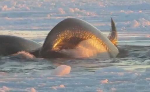 Trapped whales break free from ice in northern Quebec, Canada. CBC.ca