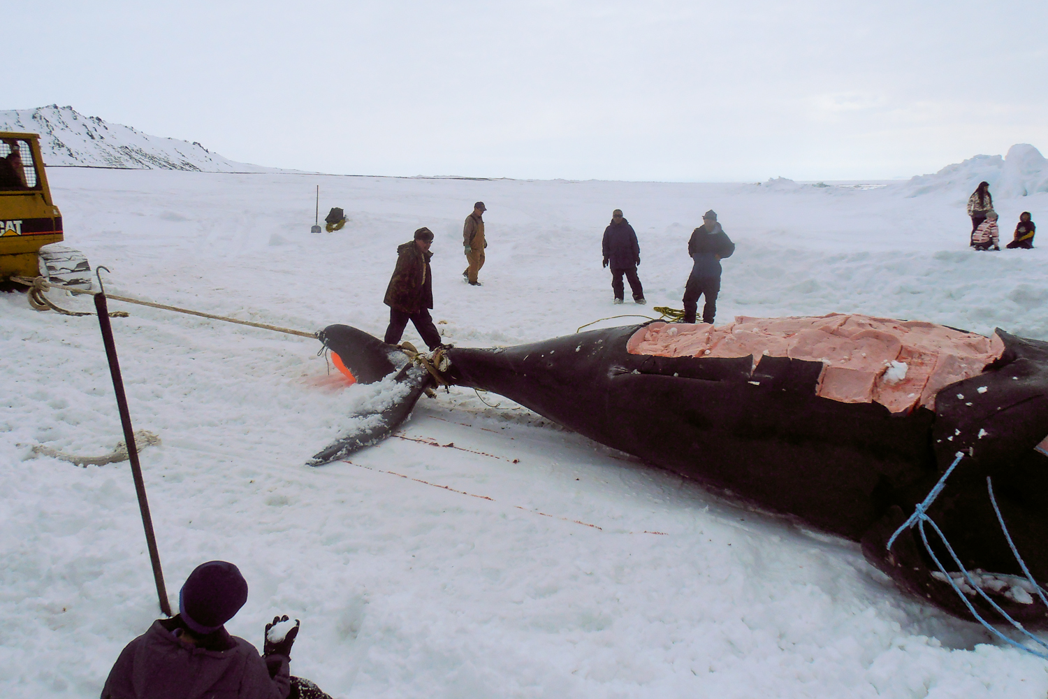 Villagers in Gambell butcher their first whale of the season. Courtesy Lori Koutsky Villagers in Gambell butcher their first whale of the season. Courtesy Lori Koutsky
