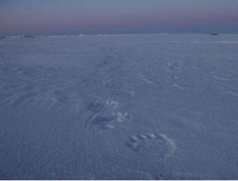 Polar bear tracks in Nunavut, Canada. Photo: Levon Sevunts, Radio Canada International.