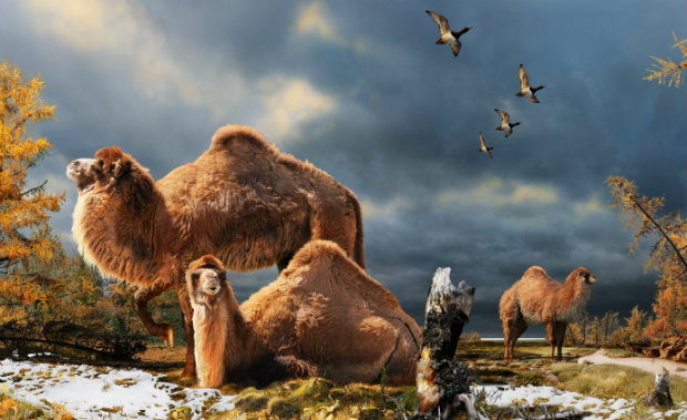 Illustration of the High Arctic camel on Ellesmere Island during the Pliocene warm period, about three-and-a-half million years ago. The camels lived in a boreal-type forest. The habitat includes larch trees and the depiction is based on records of plant fossils found at nearby fossil deposits. (Julius Csotonyi)