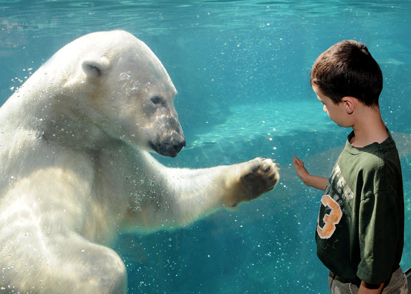 A polar bear at a zoo. Photo: Jim Schulz/Chicago Zoological Society 