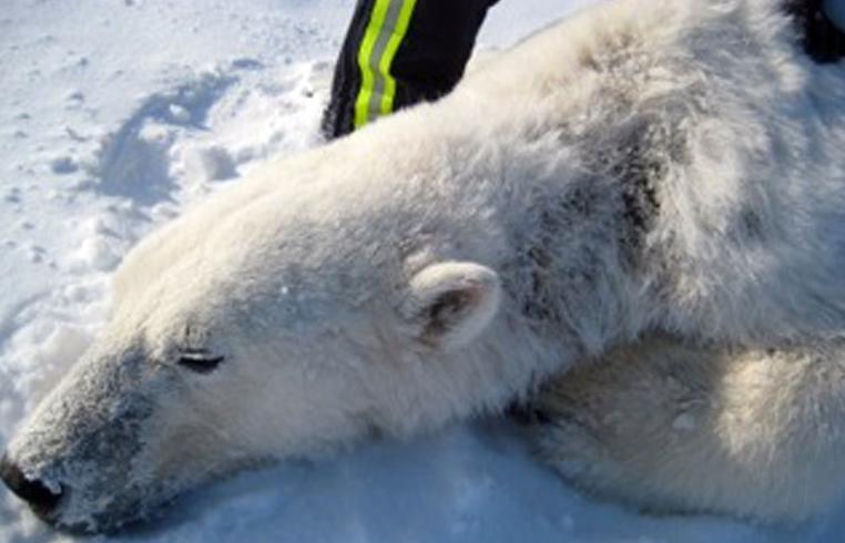 A polar bear, captured in spring 2012 by USGS researchers, has hair loss and oozing sores on the left side of its neck. Photo: USGS