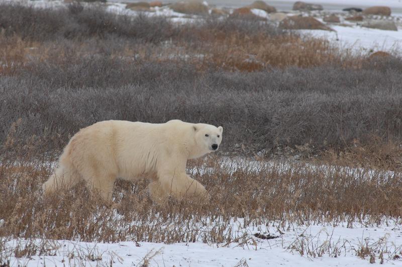 Polar bears wandering the shores of Hudson Bay near Churchill, Manitoba, Canada waiting for the sea ice to return. The situation becomes dangerous for people as bears come closer to settlements. Photo: A.E. Derocher, University of Alberta