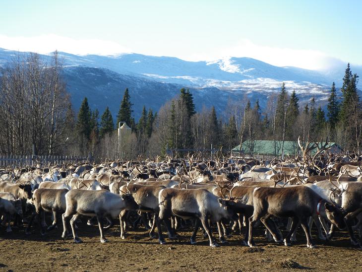 Photo: Ann-Louise Rönestål Ek, SR Jämtland