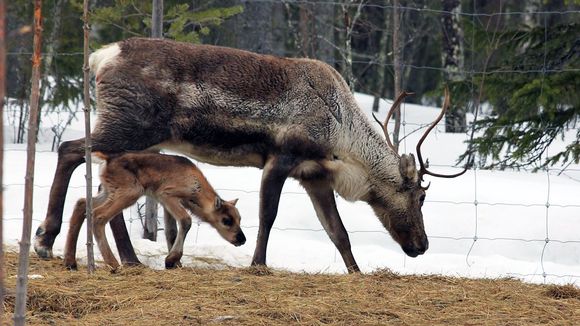 Finnish Wild Forest Reindeer. Photo: YLE.