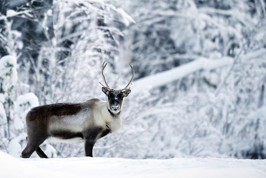 A reindeer seen near the village of Vuollerim, Lapland province, in northern Sweden. Photo: Jonathan Nackstrand, AFP.